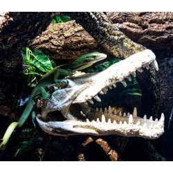 Deco Skull Crocodile