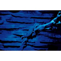 Night Sky Extension LED