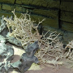 Desert Bush Bleached 