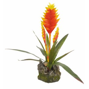 Bromelia Yellow 3 Flowers