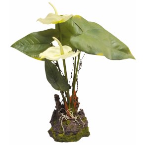 Anthurium White 25 cm