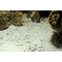 Desert Bedding Snow White 