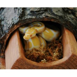 Sphagnum Moss 100 gram