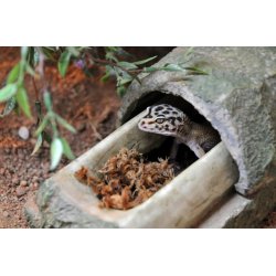 Sphagnum Moss 100 gram