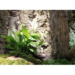 Natural Cork Background Rough 90x60 cm