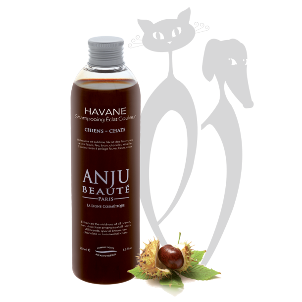 Anju - Havane