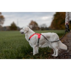 Ramble harness