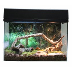 Starter Kit 50 cm Tarantula