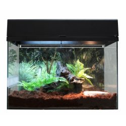 Starter Kit 50 cm Tarantula