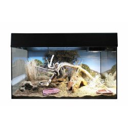 Starter Kit 80 cm Bearded Dragon
