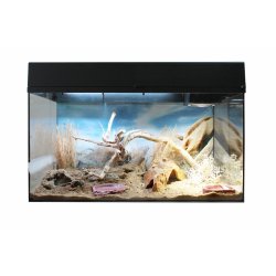 Starter Kit 80 cm Bearded Dragon