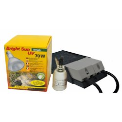 Bright Sun Set  Jungle 