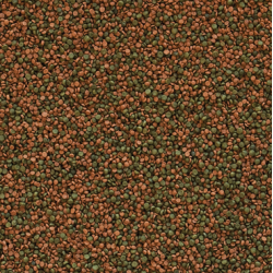 Tropical Cichlid Gran