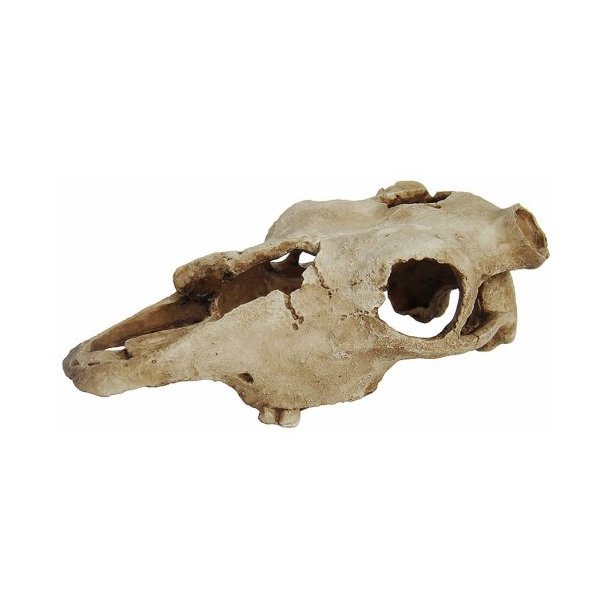 Deco Skull Cow