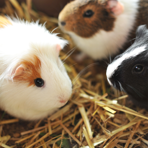 Gnagerbur & Transportbur